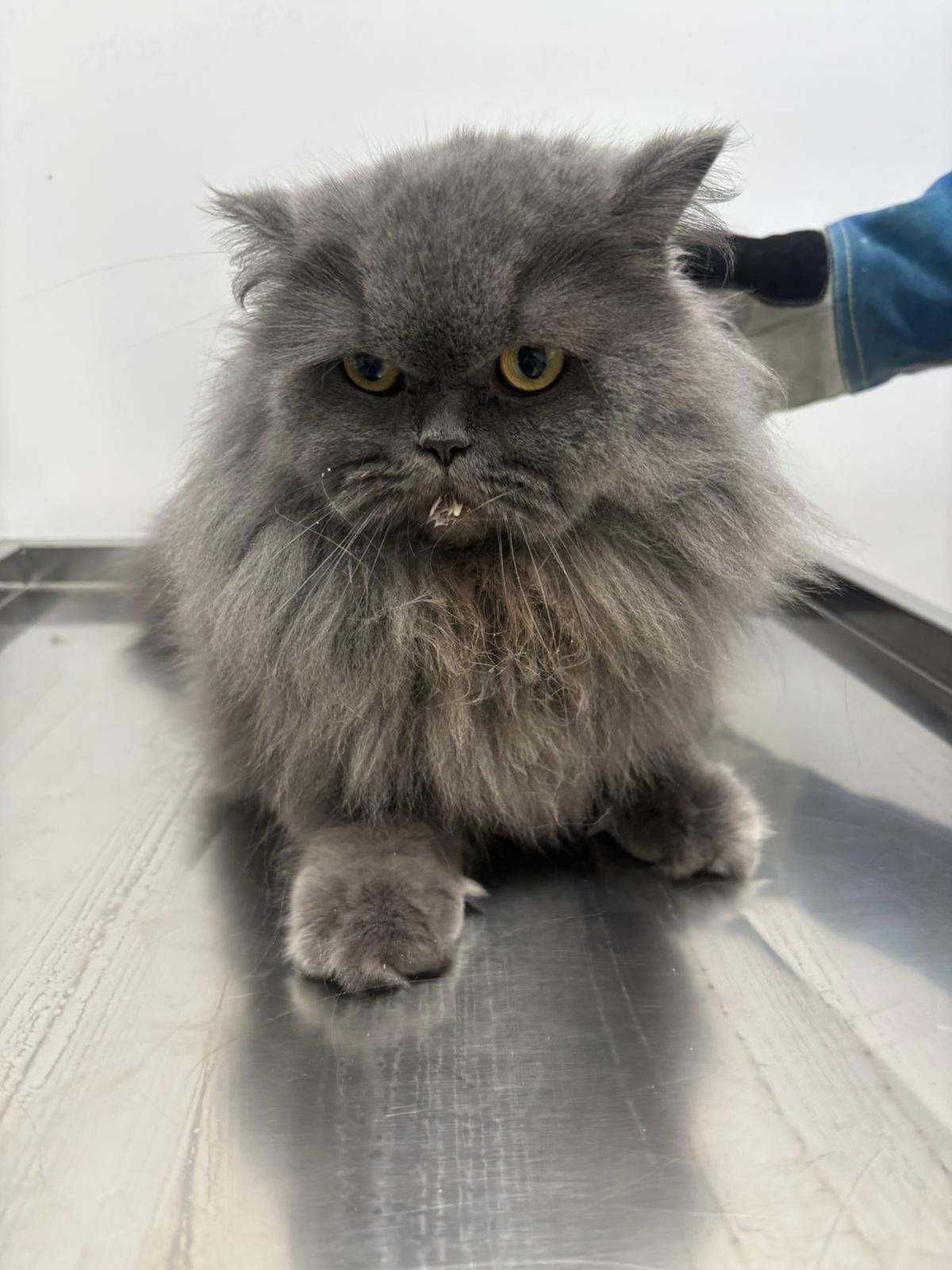 Sam-Vet Veteriner Kliniği görseli 3